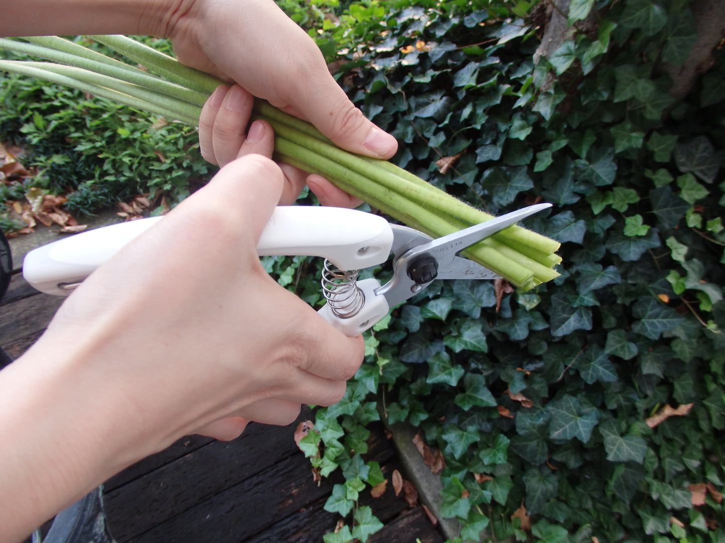 Ars scissors