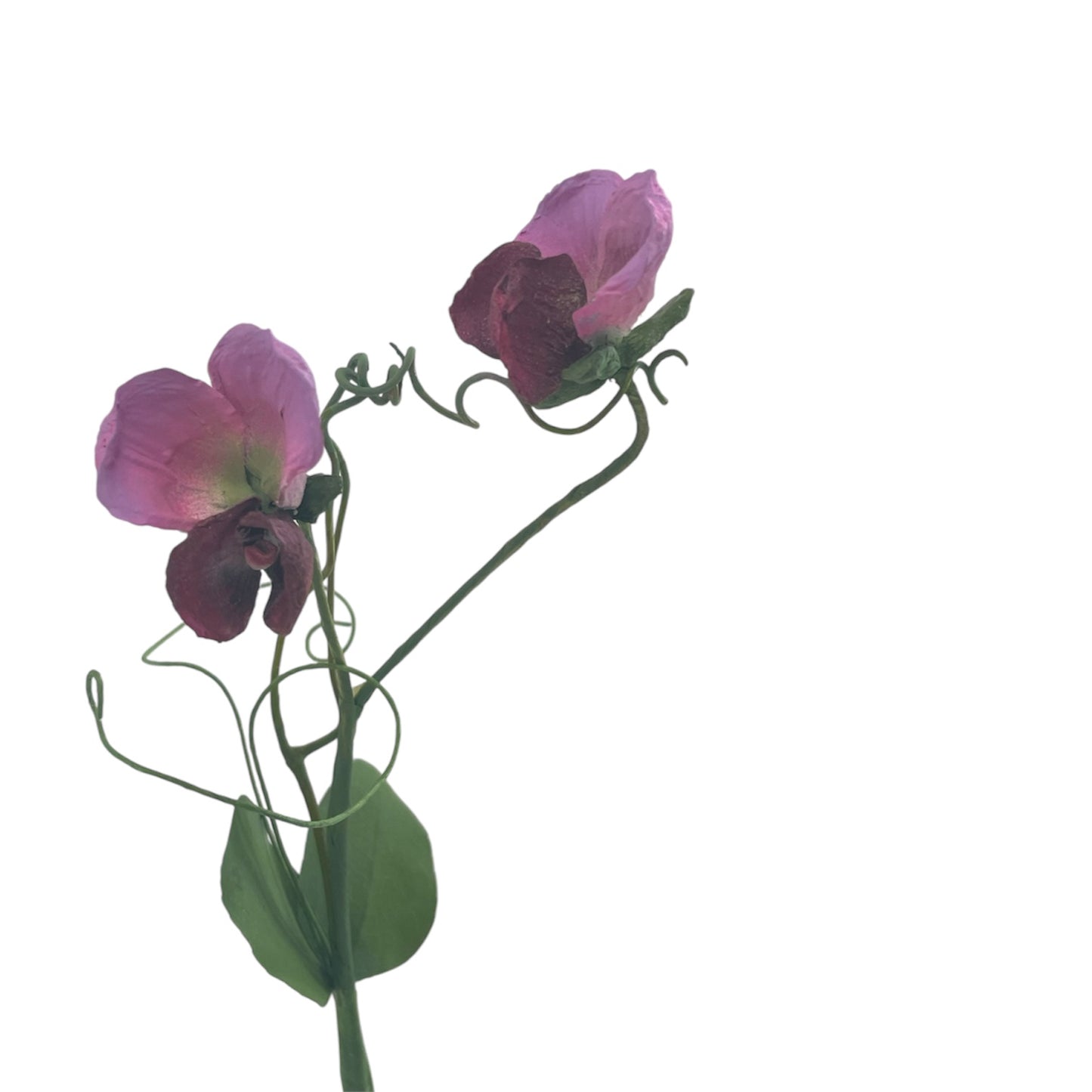 Pine Art Flower Early Spring