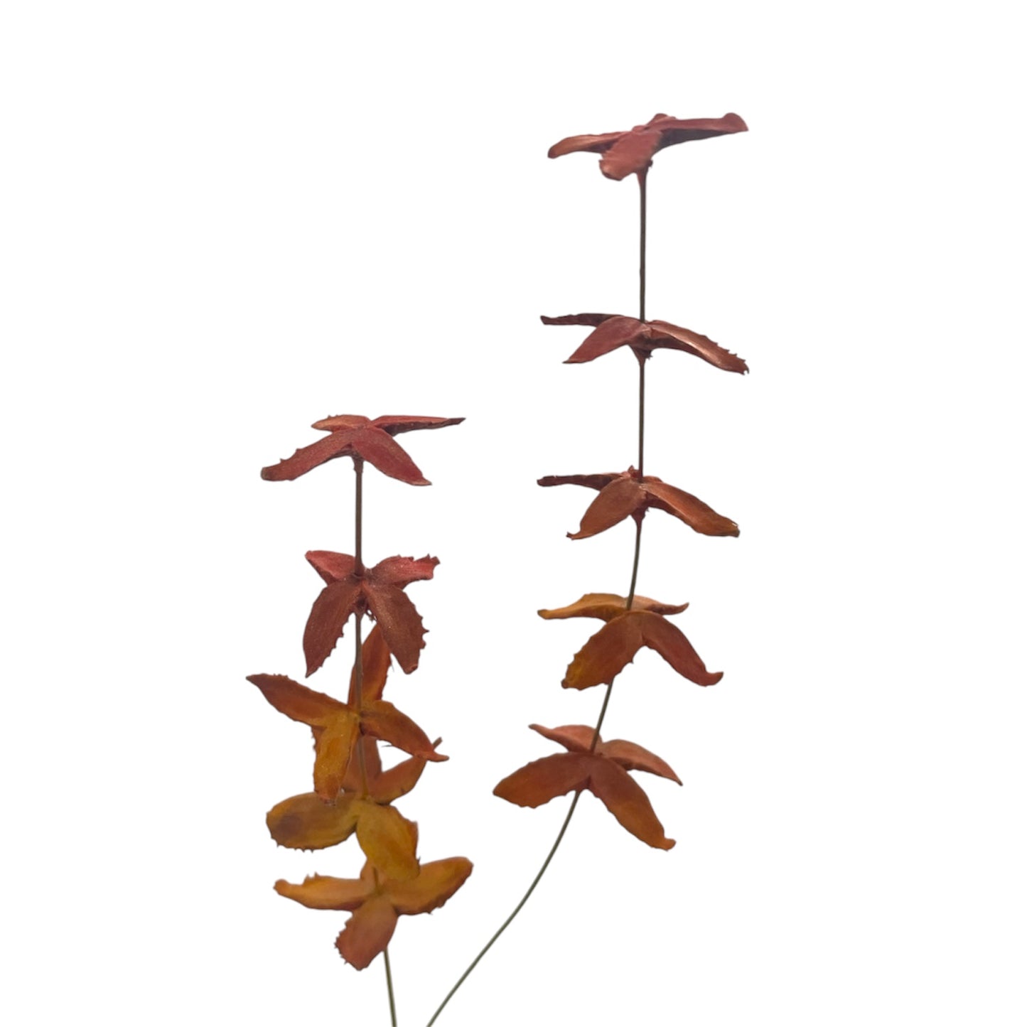 Pine Art Flower Early Spring