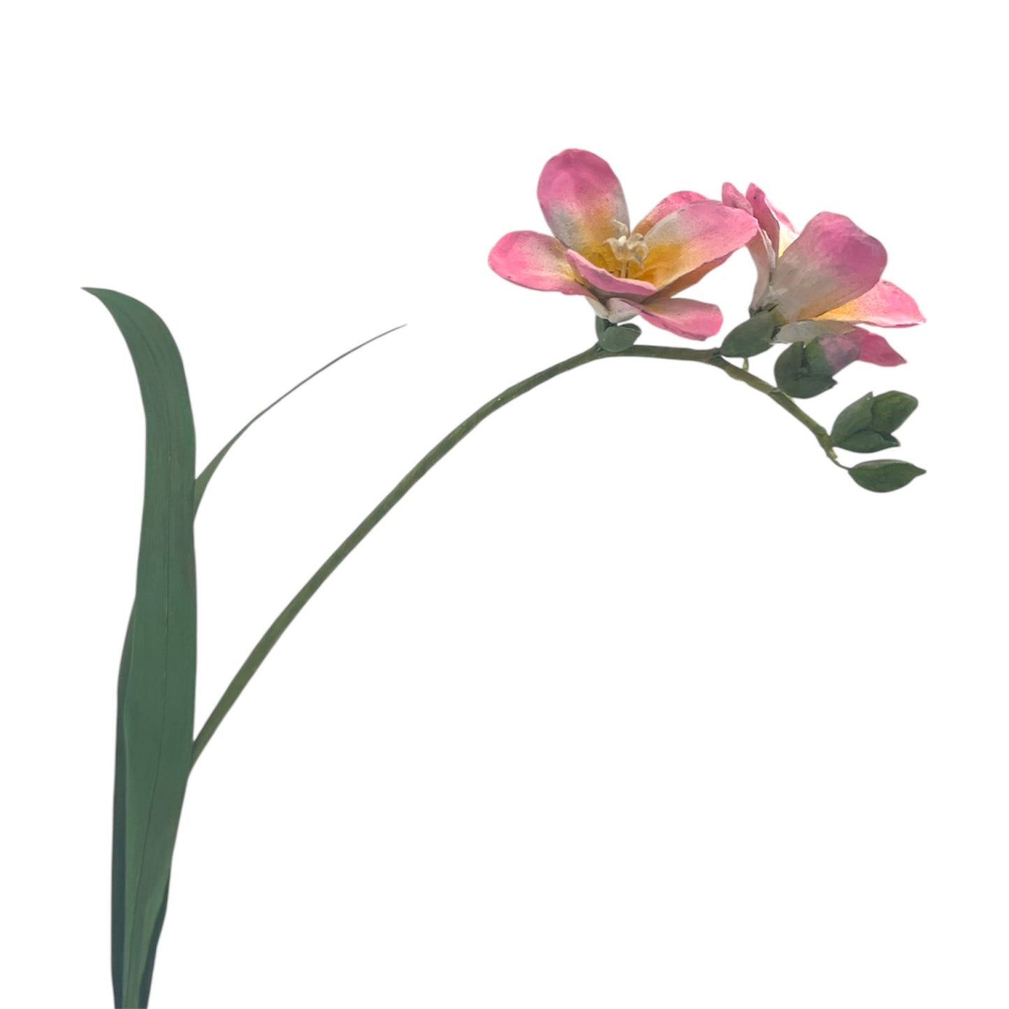 Pine Art Flower Early Spring