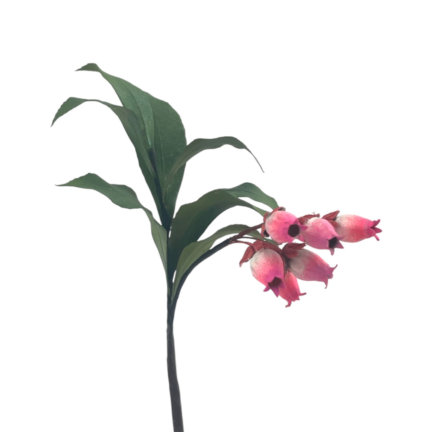 Pine Art Flower Early Spring
