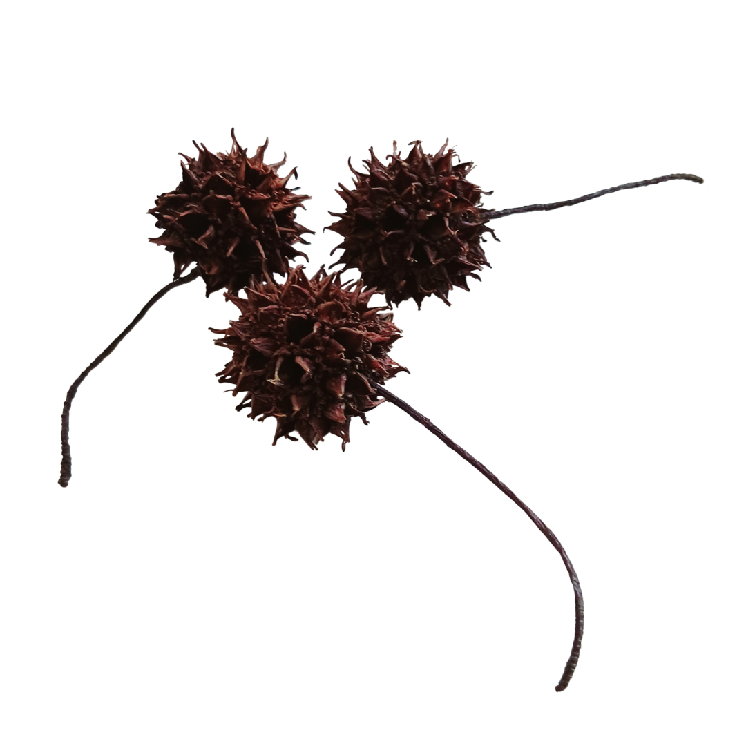 sweetgum fruit