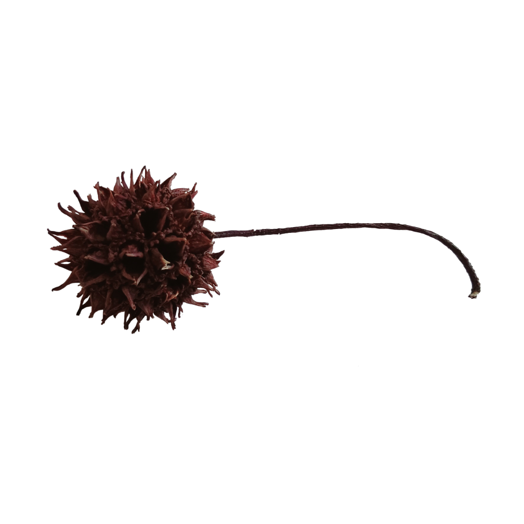 sweetgum fruit