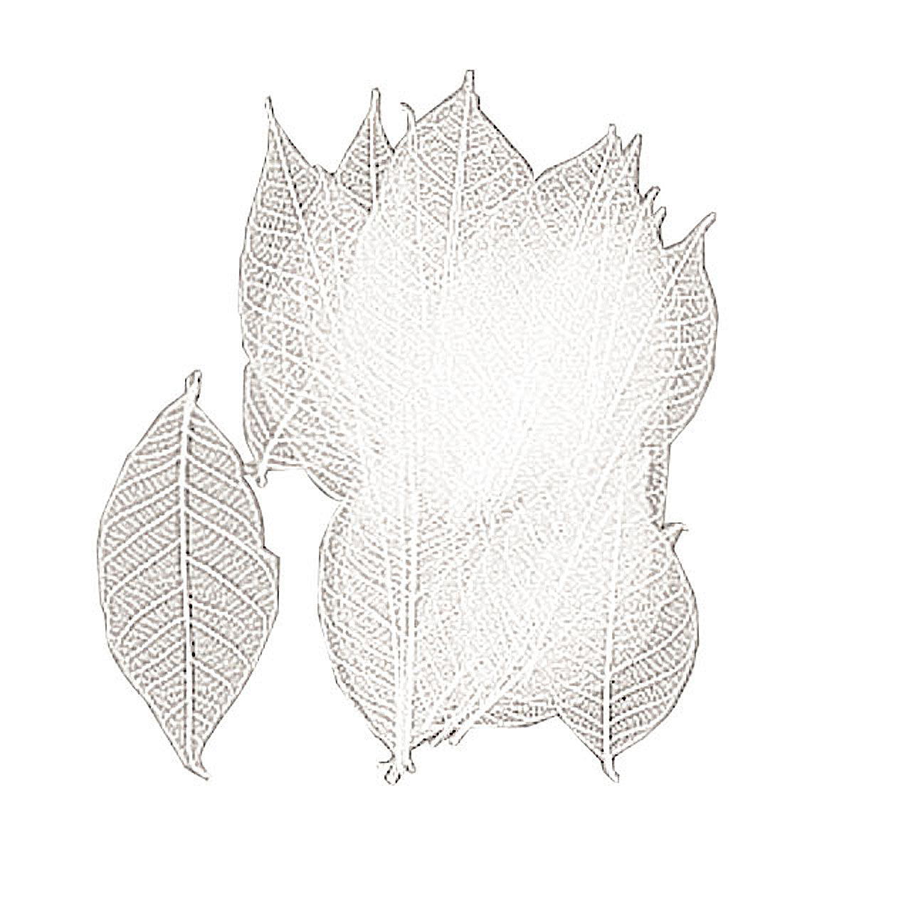 Mini Skeleton Leaf Large White
