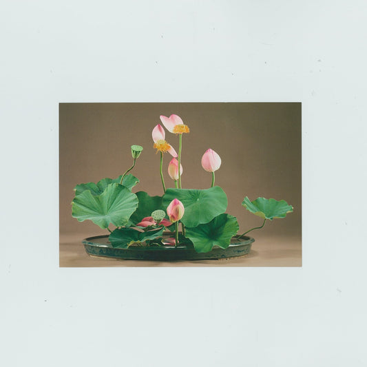 Postcard “Lotus” (Sofu)