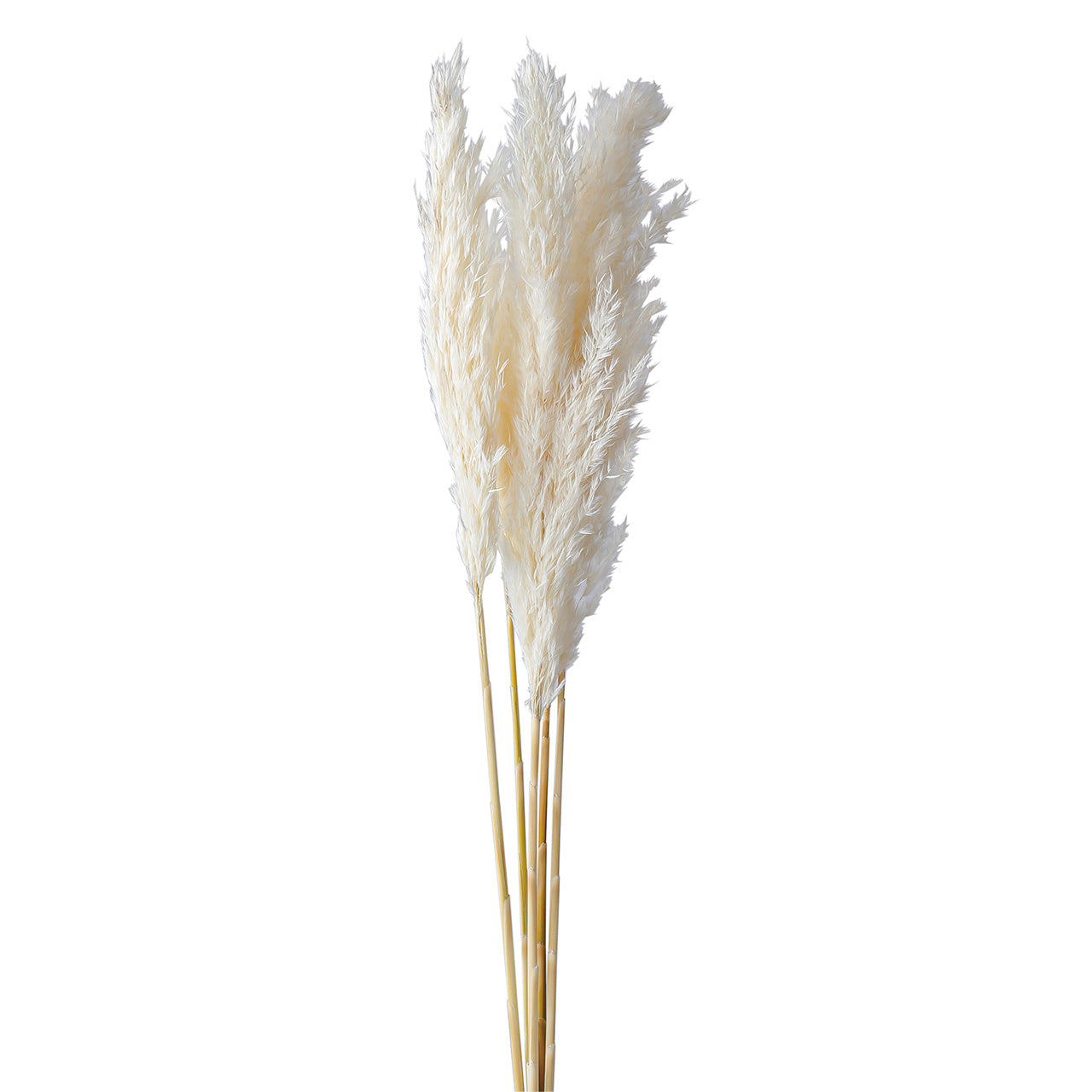 plume reed white