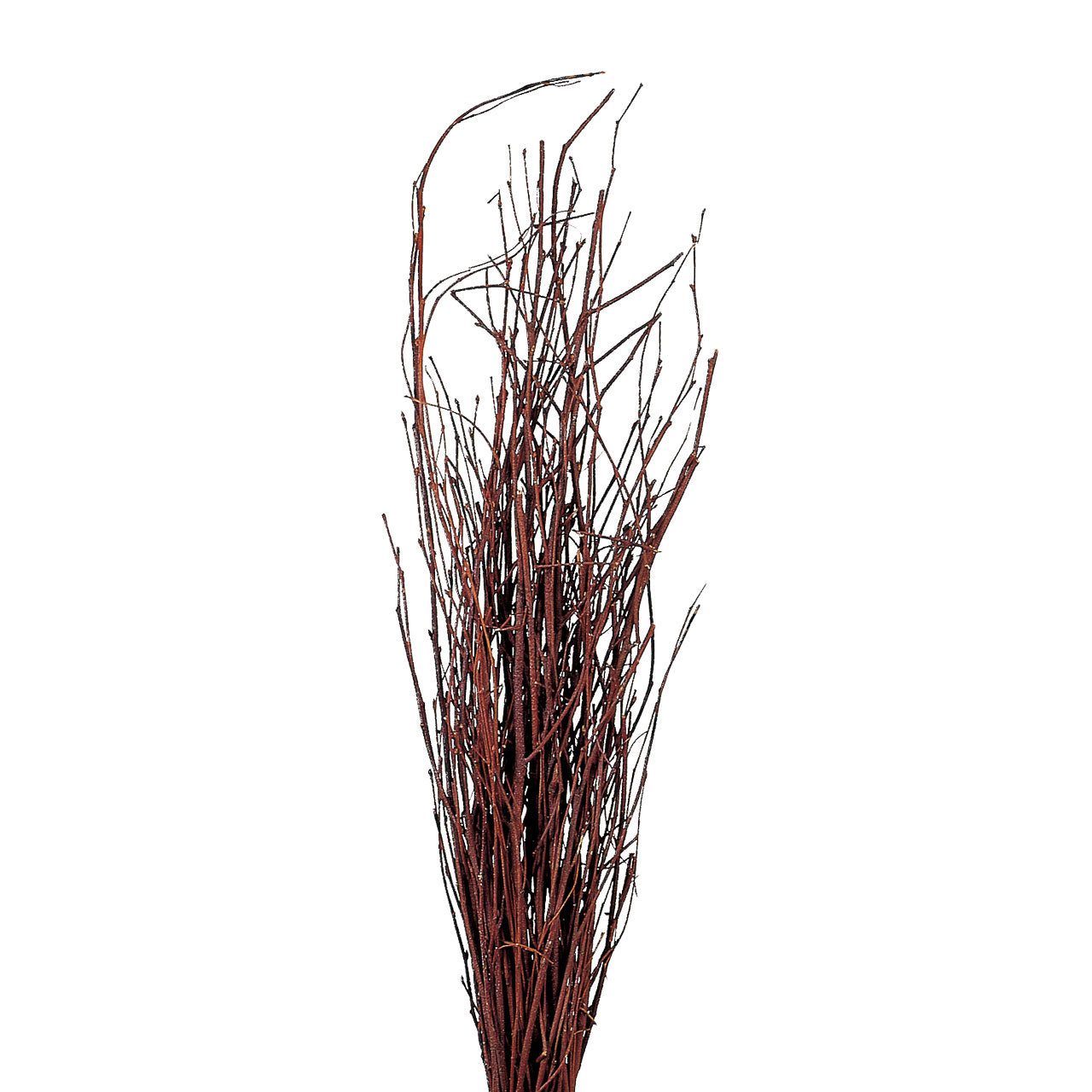 birch twig natural